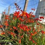 Crocosmia aurea Flor