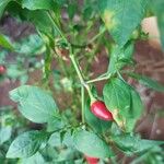 Capsicum chinense Fruto