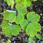 Aquilegia vulgaris Hostoa