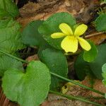 Viola sempervirens आदत