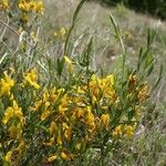 Genista tetragona Kwiat