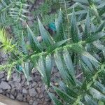 Araucaria bidwillii Blad