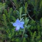 Glandora prostrata Flower