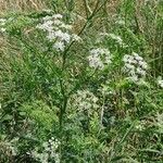 Conium maculatum Habit