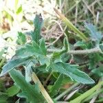 Tridax procumbens Лист