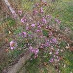 Rhododendron dauricum Habit