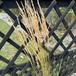 Calamagrostis × acutiflora Листок