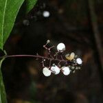 Psychotria deflexa Flower