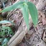 Commelina diffusa Hoja