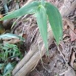 Commelina diffusa Folha