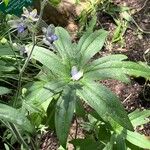 Staphisagria macrosperma ᱥᱟᱠᱟᱢ