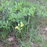 Baptisia bracteata Habit