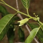 Annona reticulata फल