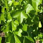 Acer × coriaceum برگ