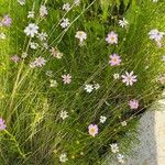 Cosmos parviflorus Цвят