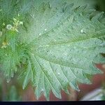 Urtica pilulifera Leaf