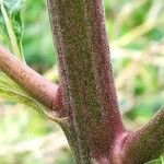 Eupatorium cannabinum Φλοιός