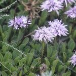 Globularia cordifoliaKwiat