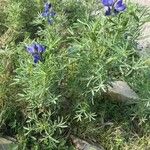 Lupinus angustifolius आदत