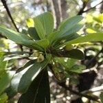 Pleioluma baueri Habit