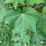 Hibiscus mutabilis Leaf