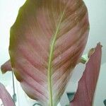 Calathea picturata Lehti