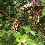 Phytolacca bogotensis果実