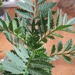 Tagetes tenuifolia Likasa
