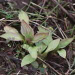 Plantago rugelii Habitatea