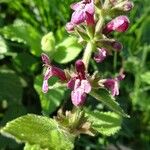 Stachys sylvatica Цвят