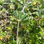 Rubia tenuifolia Листок