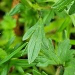 Ranunculus montanus Feuille