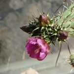 Cylindropuntia imbricata Květ