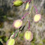 Polygala californica 果實