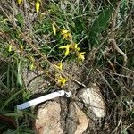 Forsythia viridissima Kvet