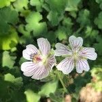 Geranium renardii Flower