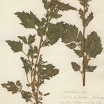 Chenopodiastrum murale Habit