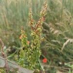 Rumex longifoliusফল