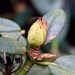 Rhododendron adenogynum Other