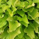 Ipomoea batatas Hábito