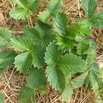 Fragaria vescaFulla