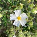 Cistus monspeliensisFlower