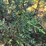 Juniperus phoeniceaLeaf