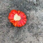 Solanum aethiopicum Fruit