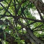 Crescentia alata Hoja