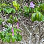 Cryptostegia grandiflora Leaf