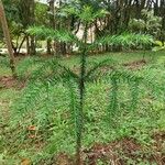 Araucaria angustifolia List