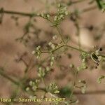 Galium divaricatum 果実