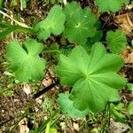 Alchemilla acutiloba Φύλλο