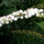 Gonzalagunia rosea Hábitos